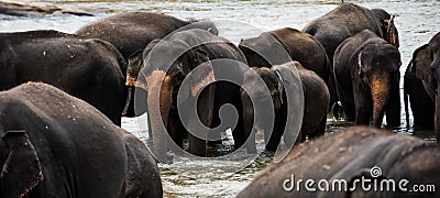 Elephants in Sri Lanka Stock Photo