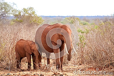 Elephants standing in the grassland of Kenya, on safari Stock Photo