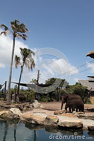 Elephants in Taronga Zoo Australia Stock Photo