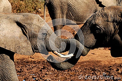 Elephants with trunks entwined Stock Photo