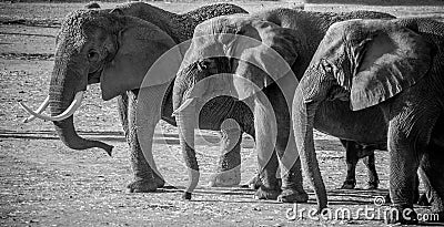 Elephants with tusks walking in a row Stock Photo