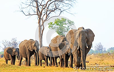 Elephants walking forwards across the african plains in Hwange National Park, Zimbabwe Stock Photo