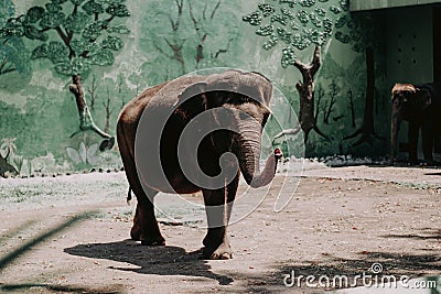 Elephants walking in the zoo Stock Photo
