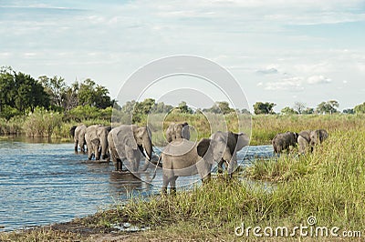 Elephants coming out of water Okavango Delta in Botswana, Africa Stock Photo