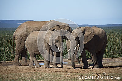 Elephants at water hole. Editorial Stock Photo