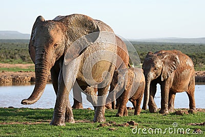 Elephants at Waterhole Stock Photo