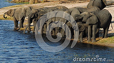Elephants at Waterhole Stock Photo