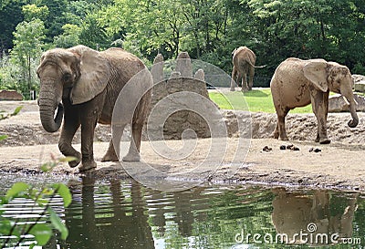 Elephants at the Zoo Stock Photo