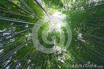 Elevated angle shot of bamboo forest. Stock Photo