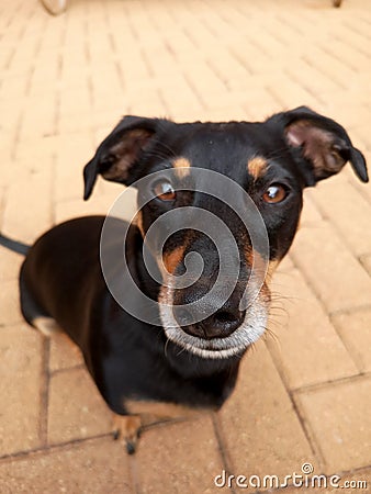 Elevated angle of small cute black dog Stock Photo