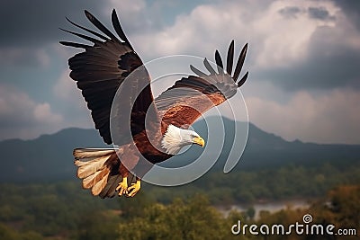 Elevated majesty, Fish Eagle reigns supreme amidst the celestial clouds Stock Photo