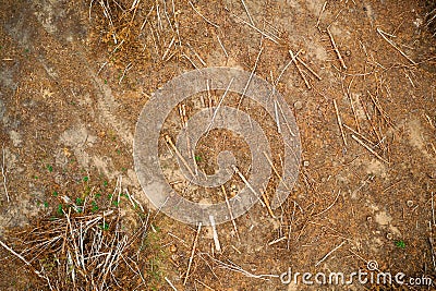 Elevated View Hardwood, Lumber, Wood Chips From Tree Trunks In Deforestation Area. Pine Forest Landscape In Spring Day Stock Photo