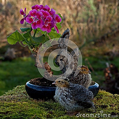 Eleven days old quail, Coturnix japonica.....near bonsai of a flowering geranium Stock Photo