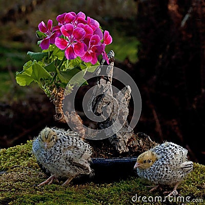 Eleven days old quail, Coturnix japonica.....near bonsai of a flowering geranium Stock Photo