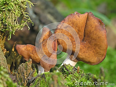 Elfin saddle. Gyromitra infula. Stock Photo