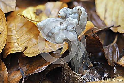 The Elfin Saddle Helvella lacunosa is an inedible mushroom Stock Photo