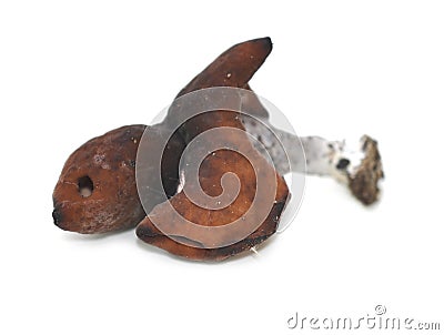 Elfin saddle mushroom Stock Photo