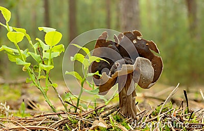 Elfin saddles (Helvella) Stock Photo