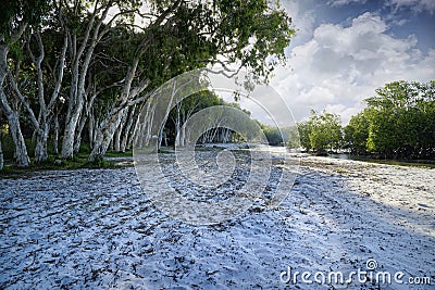 Elim Beach Camp Site North Queensland Australia Stock Photo