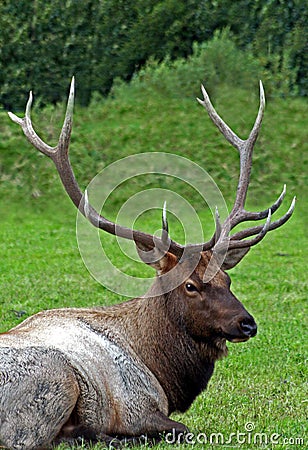 Elk Stock Photo