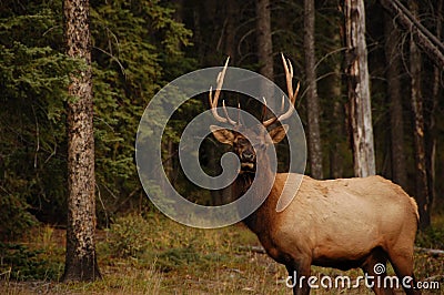 Elk in Banff Alberta Stock Photo