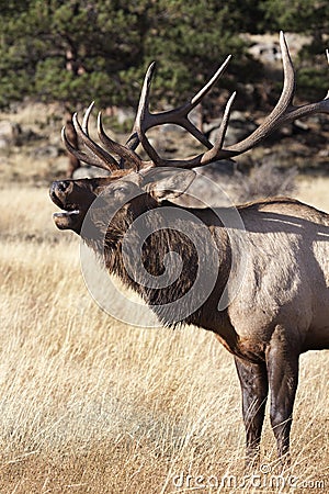 Elk Bugling Stock Photo