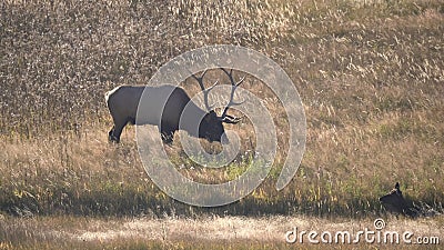 A elk bull feeding in a meadow at yellowstone national park in wyoming Stock Photo