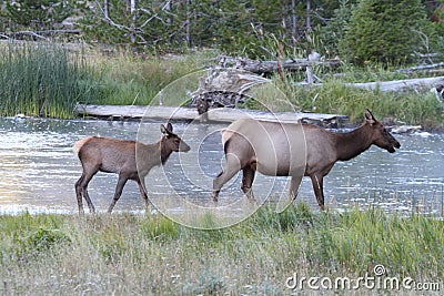 Elk calf Cervus canadensis with mother Stock Photo