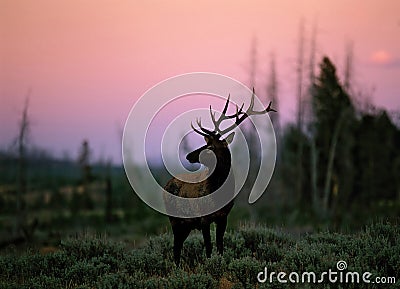 Elk (Cervus canadensis), Wyoming Stock Photo