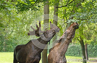 Elk eat leafs Stock Photo