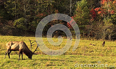 Elk Family Stock Photo