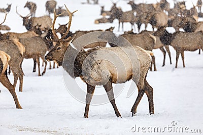 Elk gathering at the Oak Creek Wildlife Area Feeding Station in Naches, WA Stock Photo