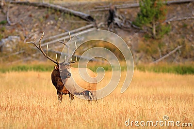 Elk in Golden Meadow Stock Photo