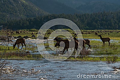 Elk Herd in Rocky Mountain National Park Stock Photo