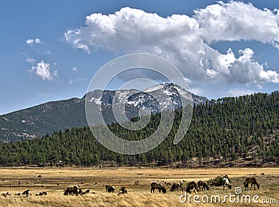 Elk herd and Rocky Mountain National Park Vista Stock Photo