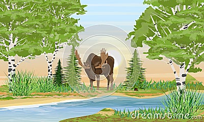 Elk male with big horns bent over the river. River bank with grass, trees and birch trees Vector Illustration