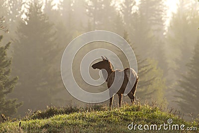 Elk in misty forest, Grand Teton National Park Stock Photo