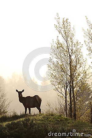 Elk in misty forest, Grand Teton National Park Stock Photo