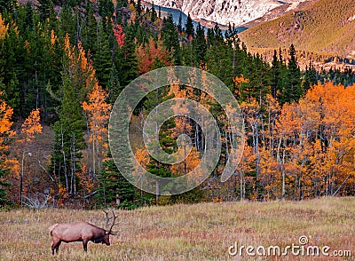 Elk; Rocky Mountain National Park, CO Stock Photo