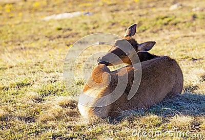 Elk Stock Photo