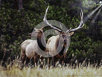 Elk Rut Stock Photo