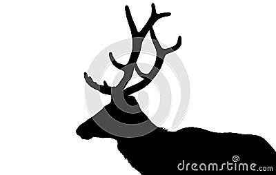 Elk in silhouette Stock Photo