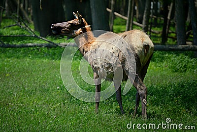 Elk in Woods Stock Photo