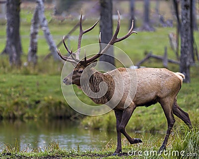 Elk Stock Photo and Image. Male buck walking in the forest by the water with a side view and displaying its antlers and brown fur Stock Photo
