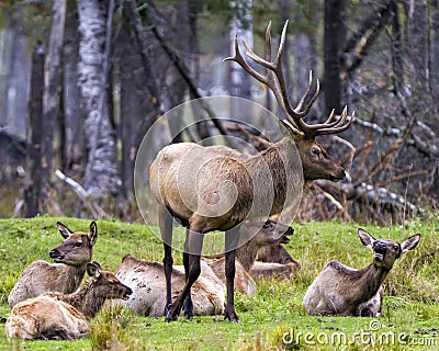 Elk Stock Photo and Image. Male protecting its herd female cows in their environment and habitat surrounding with a forest blur Stock Photo