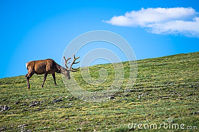 Elk on the Tundra Stock Photo