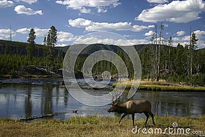 Elk walking along a river Stock Photo