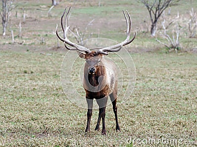 Elk wapiti bull antlers Stock Photo