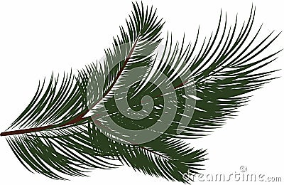 Fir tree branche on white background Stock Photo