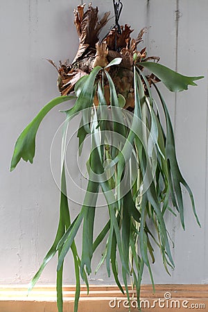 Elkhorn Ferns or Staghorn Ferns or Paku Tanduk Rusa Stock Photo